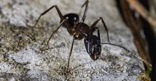 Protein such as dirty stove vent filter, food residue beneath dishwashers, and pet food crumbs. How Much Does It Cost To Exterminate Carpenter Ants In Portland Or New Leaf Pest Control