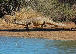 Mar 08, 2019 · at the beginning of the mesozoic era, known as the triassic period, there were no crocodiles, just dinosaurs. 31 Facts About Africa S Nile Crocodile Crocodylus Niloticus Storyteller Travel