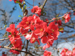 But did you check ebay? Quince Texas Scarlet