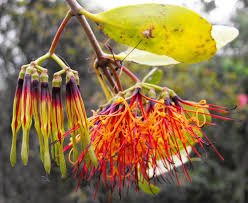 Image result for Loranthaceae