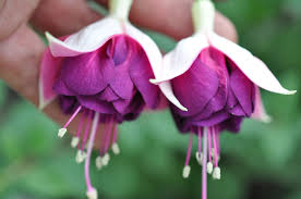 Botanische Garten Hamborn Cvety Rasteniya