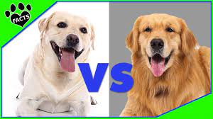 labrador retriever vs golden retriever dog vs dog comparison animal facts golden retriever vs labrador labrador retriever dog vs dog