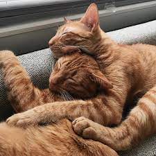 Kitty Cuddles On A Rainy Monday In New Orleans These Ginger Babies Melt My Heart Catsofinstagram Lazymon Ginger Babies Cute Cats Ginger Cats