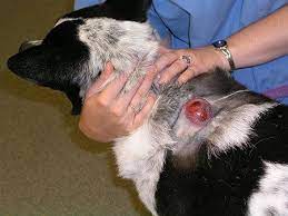 The cost of biopsy varies between the different kinds of biopsies used. In Defense Of The Incisional Biopsy In Veterinary Oncology Cases Dvm360