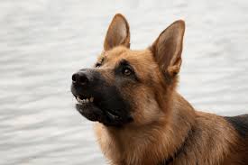 The german shepherd pitbull mix is sometimes known as the shepherd pitt. German Shepherd Pitbull Mix All You Need To Know The German Shepherder