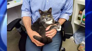 Please note, the cat samaritan cannot take in kitties at the moment, i am housing 70 kitties between myself and my fosters. Cat That Was Kicked In Brooklyn Finds New Home After Being Put Up For Adoption Abc7 New York