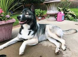 You will find morkie dogs for adoption and puppies for sale under the listings here. German Shepherd Husky Mix Facts Temperament And Care Guide Petventuresbook