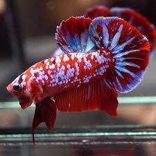 Rare Live Betta Fish Aaa Huge Fancy Red Koi Super Galaxy Halfmoon Plakat 106 Betta Fish Betta Betta Fish Tank