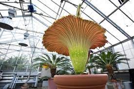 Watch University S Prized Corpse Flower Blooms Corpse Flower Bloom Corpse Flower Titan Arum