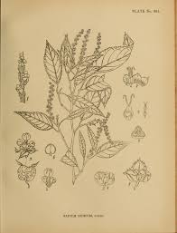 Image result for Shirakiopsis