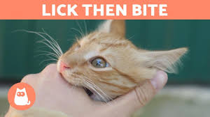 Everytime i get ready to take a bath, he attacks me and bites my leg pretty hard. Why Does My Cat Lick Me And Then Bite Me Strange Behavior Explained Youtube