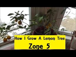 Find your growing zone citrus trees do best in temperatures between 55 and 90 degrees fahrenheit. How I Grow A Lemon Tree In Zone 5 Youtube