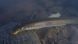 What are red oceans and blue oceans? Lamprey Unlocking The Severnunlocking The Severn