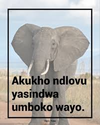 Thefreedictionary defines 'phile' as one that loves or has a strong affinity or preference for. Pin By Monica Harris On Zulu Proverbs Zulu Elephant