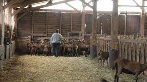 Check spelling or type a new query. Kelakuan Aneh Kakak Di Kandang Kambing Adik Yang Mengira Kakak Buang Air Besar Malah Histeris Halaman 3 Tribun Madura