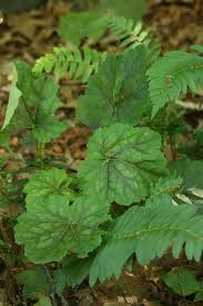 Image result for heuchera americana