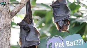It may be possible to get a special permit, but it is unlikely. Owning A Pet Bat 3 Crazy Things You Need To Know The Furry Companion
