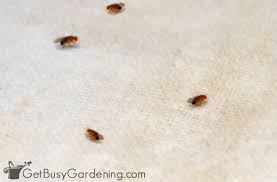 Kitchen tiny flying bugs in house. Fungus Gnats Vs Fruit Flies What S The Difference Get Busy Gardening