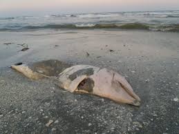 Plaja, în mare parte nu este amenajată, ceea ce îi oferă un aspect virgin. Spectacolul Naturii La Sulina Furtuna De Pe Mare A Adus Pe Tarm Delfini Morti Foto Video Stiri Actuale