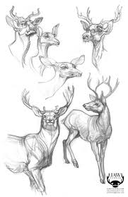 Portfolio Updated 2010 Jaw Cooper Illustration Animal Art Animal Drawings Animal Sketches