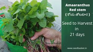 We did not find results for: Buy Amaranth Red Stem Thotakoora Seeds Online In India