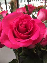Hot Hot Pink Roses Hot Pink Roses Pink Rose Tattoos Rose