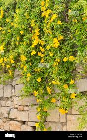 Image result for Dolichandra