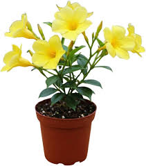 Image result for dipladenie žlutá obrázek