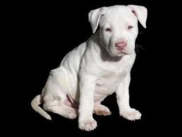 Sevimli Beyaz Kopek Yavrusu Kopek Cukur Boga Pitbull Staffordshire Amerikan Terriyer Dogurmak Evcil Hayvan Pikist