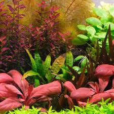 Image result for Xyris natalensis