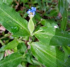 Image result for Commelina