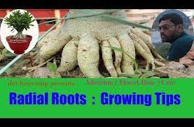 Adenium Desert Rose Radial Roots Growing Tips