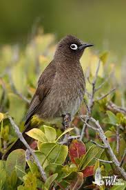 Garden Birds Of South Africa Cape Bulbul Pycnonotus Capensis Pet Birds Backyard Birds