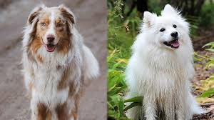 Mini australian shepherd puppies for sale under $200. Australian Eskimo American Eskimo Australian Shepherd Mix Info And Pictures