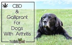 cbd oil galliprant for dogs with arthritis 2019 update