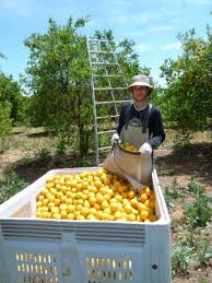 Le Fruitpicking Cueillette Et Vendanges En Nouvelle Zelande Le Blog Pvt Nouvelle Zelande Officiel Par Frogs