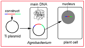 We did not find results for: Biotechnology