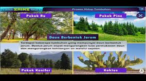 Ciri pokok pain di hutan konifer. Ciri Khas Tumbuhan Untuk Menyesuaikan Diri Dengan Iklim Dan Perubahan Musim Youtube