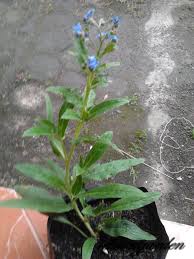 Ayam tagetes 252 bunga tengah hari pentapetes phoenicea 253 bungur besar lagerstroemia indica 254 bungur jepang lagerstroemia 255 buni antidesma bunius 256 bunut ficus glabela 257 burgundi ficus elastica 258 buta excoecaria agalocha 259 butun. Gambar Bunga Forget Me Not Gambar Hd Pilihan
