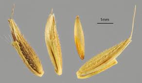 Image result for Arthraxon lancifolius