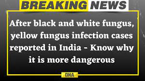 Though not much is known about white and yellow. Dna On Twitter Breaking After Black And White Fungus Yellow Fungus Infection Cases Reported In India Know Why It Is More Dangerous Read Here Https T Co Sh5ao0vt1i Blackfungus Whitefungus Yellowfungus Covid19india Coronavirusindia