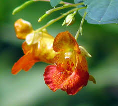Check spelling or type a new query. Wildflowers And Native Plants What S The Difference Msu Extension