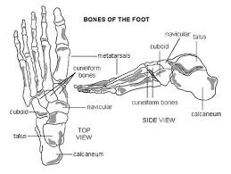 Foot_bones_diagram Foot Anatomy Anatomy Bones Metatarsal