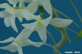 Image result for Mystacidium venosum