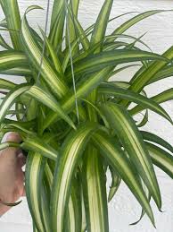 Image result for Chlorophytum galpinii