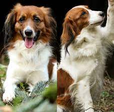 Allerdings sind kooikerhondje ungern allein. Kooikerhondje Welpen An Liebevolle Menschen Incl 1 Basisausbildung Direkt Aus Der Hundeschule In Wildeshausen Hunde Kostenlose Kleinanzeigen Bei Quoka De
