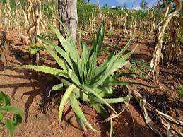 Image result for Aloe christianii