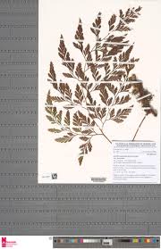 Image result for Davallia chaerophylloides