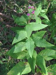 Image result for Vernonia turbinella