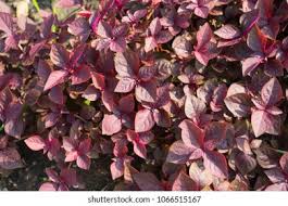 Image result for Cyathula